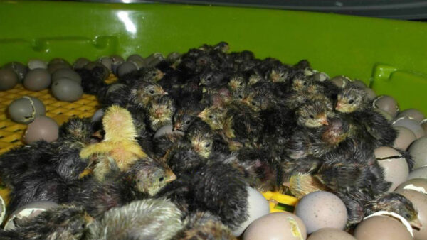 261-10_inkubace-puisor-2