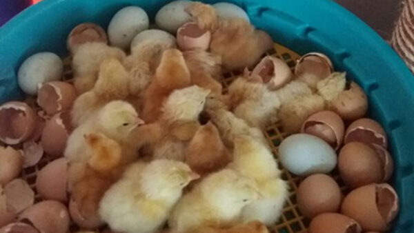 261-11_inkubace-puisor-3