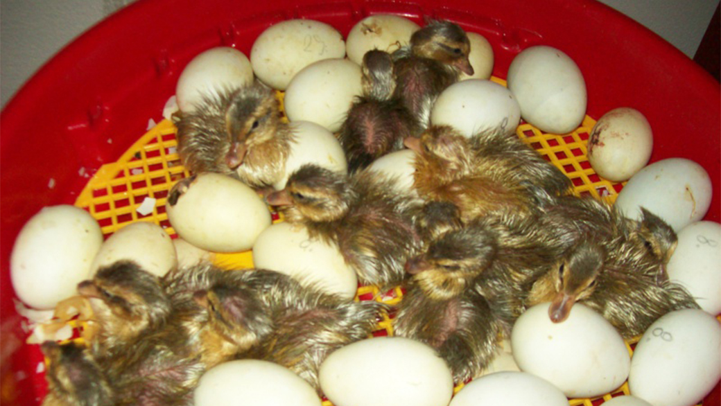 Automatická líheň na vejce PUISOR IO-104 AUTOMATIC - Obrázek 7