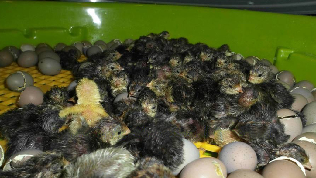 Automatická líheň na vejce PUISOR IO-204 AUTOMATIC - Obrázek 8