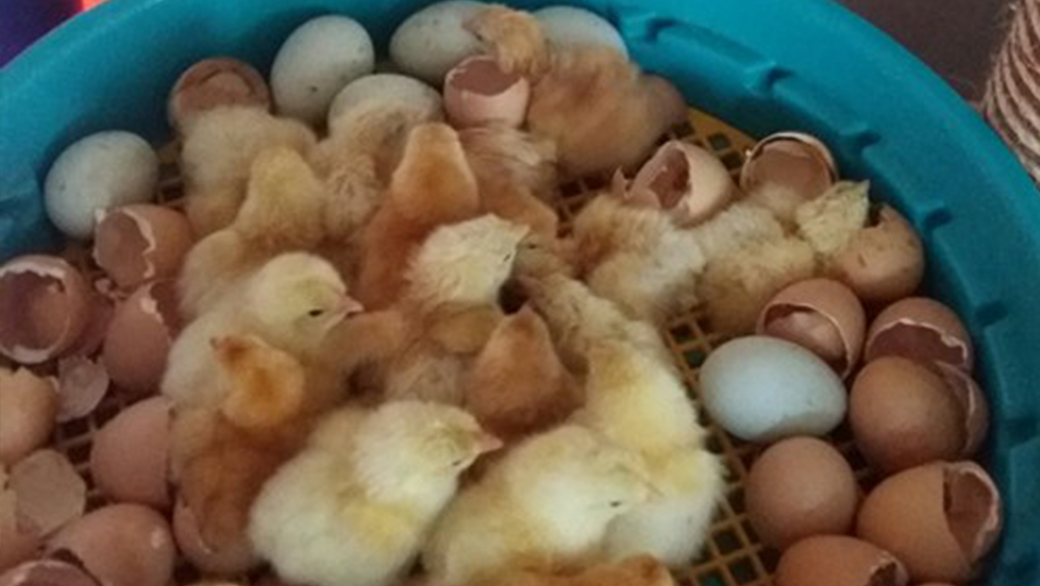 Automatická líheň na vejce PUISOR IO-204 AUTOMATIC - Obrázek 9