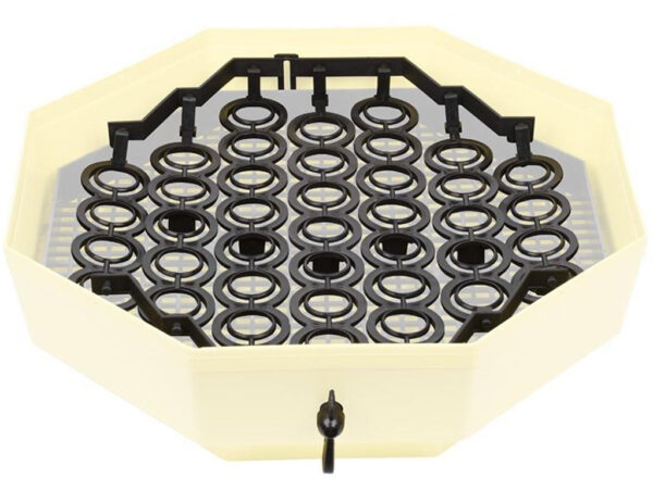 342-4_cleo5-na-bazanti-vejce-rost