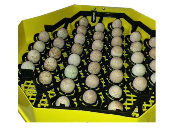 342-5_cleo5-na-bazanti-vejce2