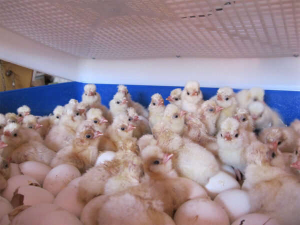 390-12_real-24-automatic-obr3