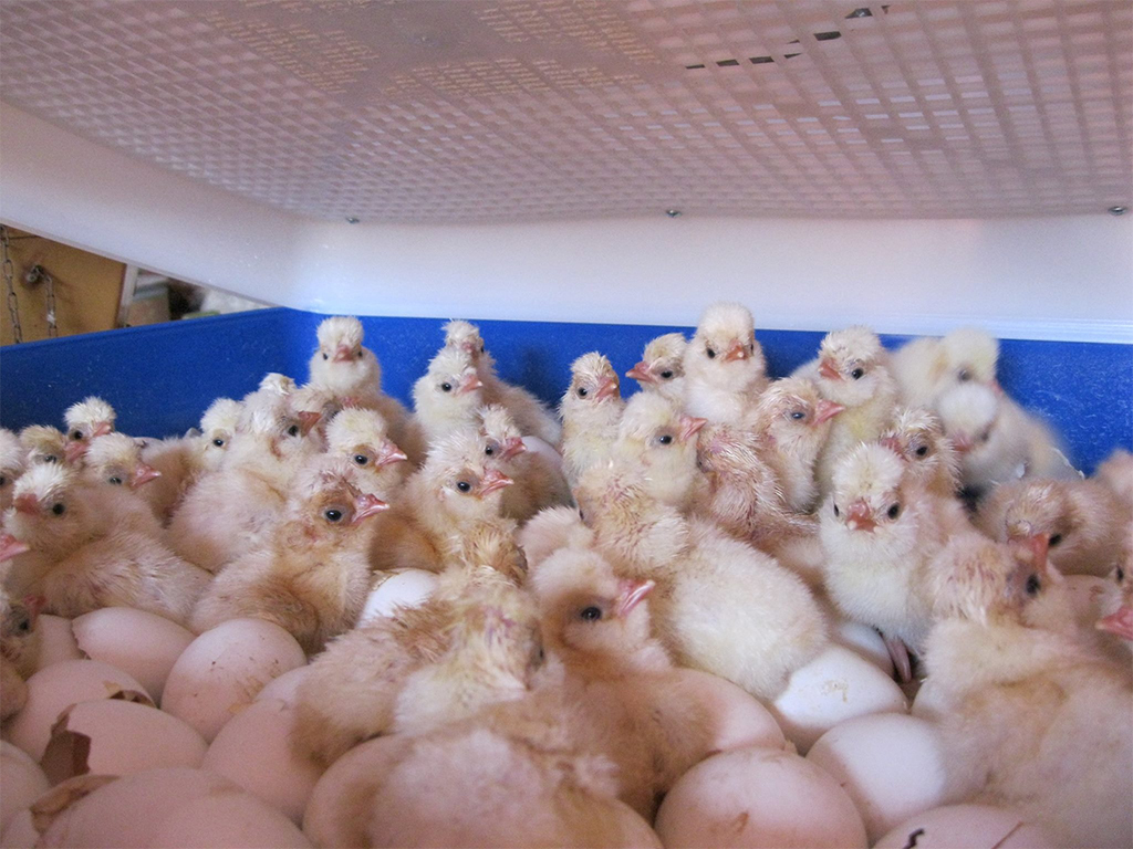 Automatická líheň na vejce BOROTTO REAL 24 AUTOMATIC - Obrázek 3