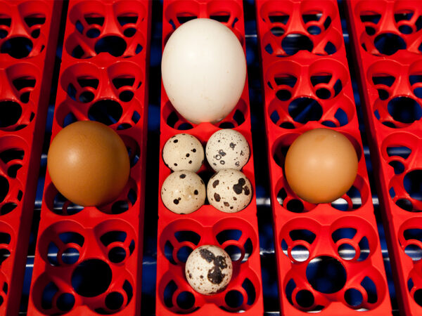 390-16_real-24-automatic-obr7