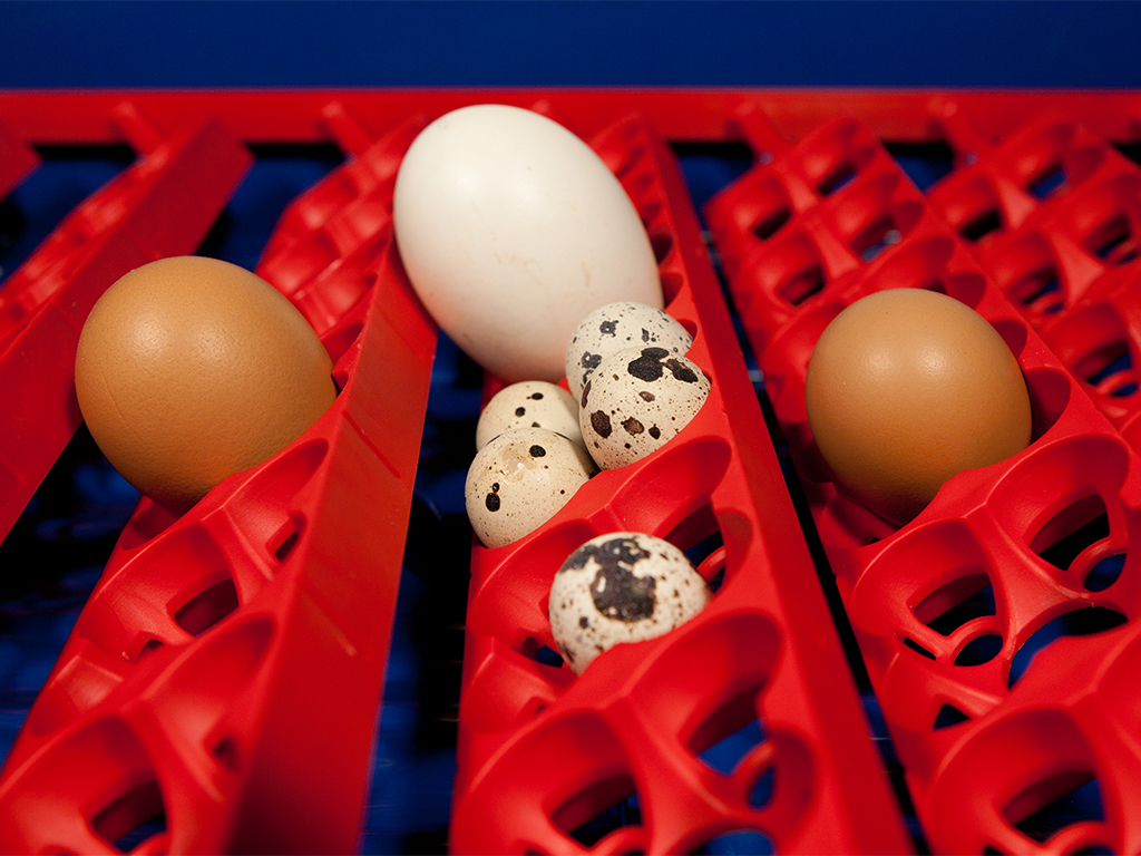 Automatická líheň na vejce BOROTTO REAL 24 AUTOMATIC - Obrázek 8