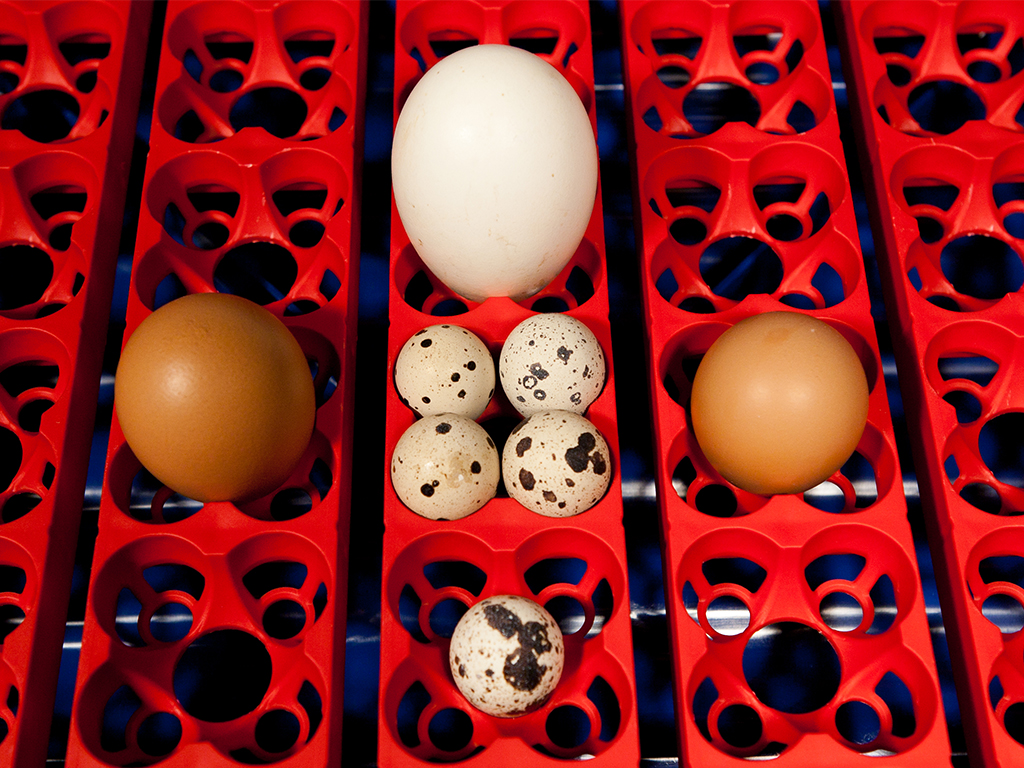 Plně automatická líheň na vejce BOROTTO LUMIA 8 EXPERT - Obrázek 9