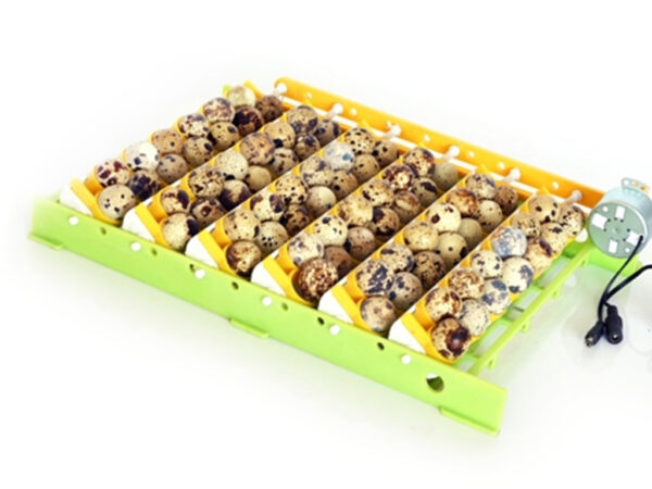 678-3_liska-na-krepelci-vejce-cimuka-qt13-obr2