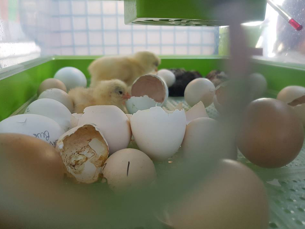 Automatická líheň na vejce CIMUKA PD30SH AUTOMATIC - Obrázek 5