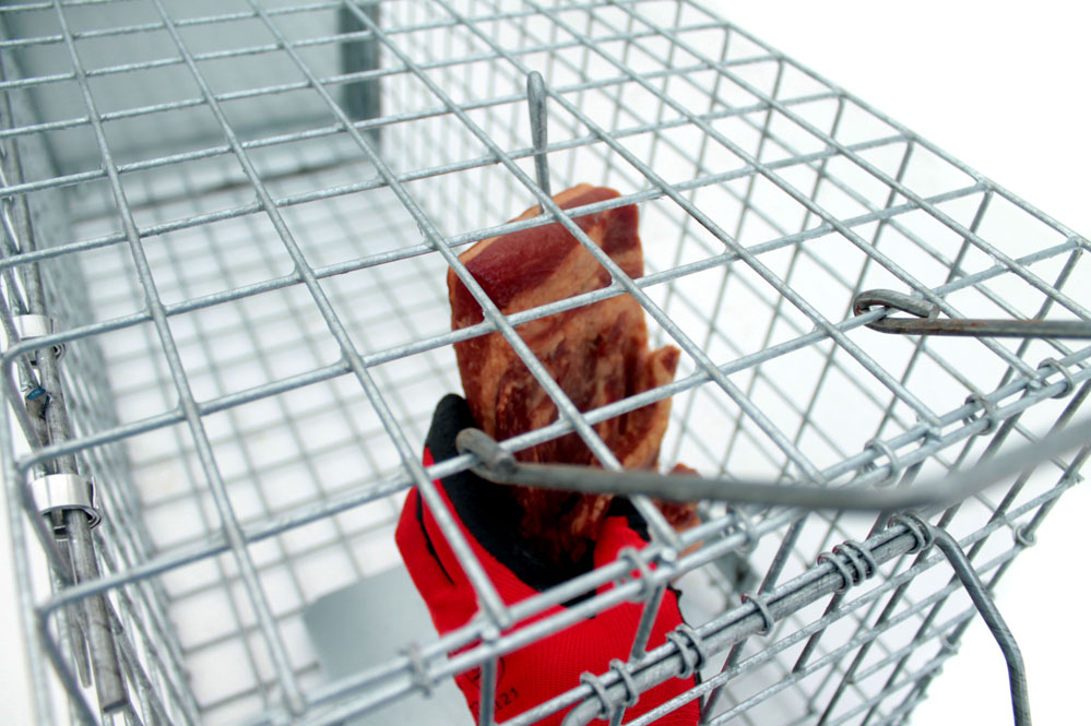 Profesionální past na lišky, kuny a kočky TRAP ST102x34x34 - Obrázek 4