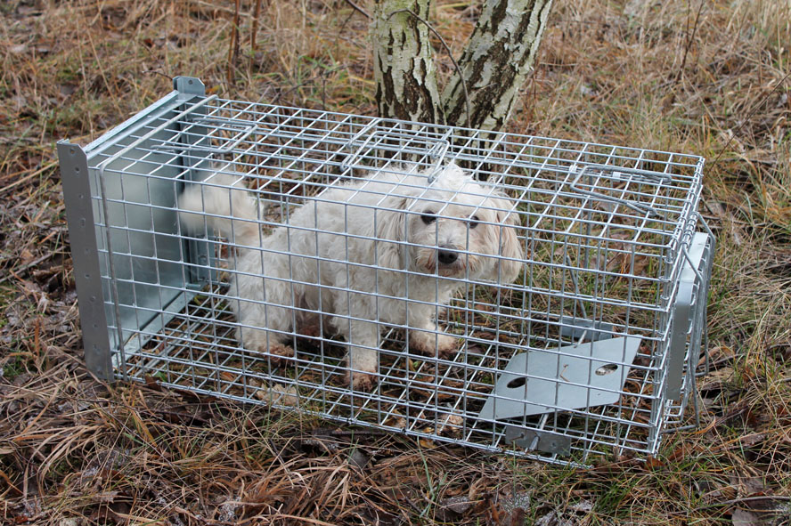 Profesionální past na lišky, kuny a kočky TRAP ST102x34x34 - Obrázek 7