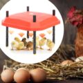 Red,Laying,Hen,In,Nest,Of,Straw,Inside,A,Wooden