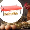 Red,Laying,Hen,In,Nest,Of,Straw,Inside,A,Wooden